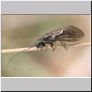 Sialis lutaria - Schlammfliege 03.jpg